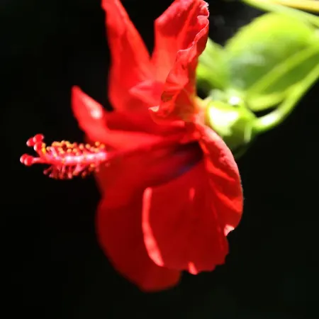 Elpida Downtown Garden - Historic Home, Chania Center