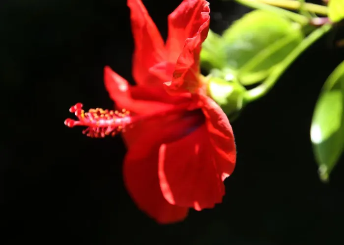 Gardens Downtown Center Chania Elpida